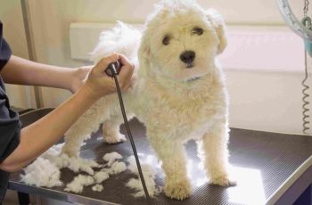 The Top Five Basic Supplies for Dog Grooming