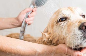 How to Cut Your Dog’s Hair at Home