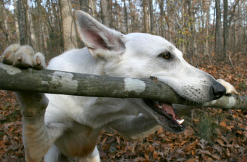 What is the cause and how to stop dog chewing everything?