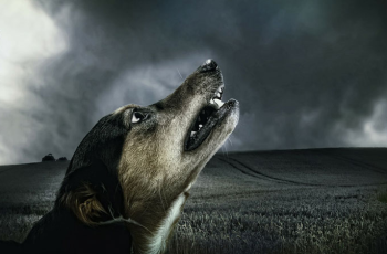 Why Dogs Howl and What You Can do