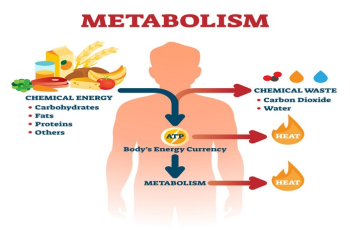 What is metabolism, how does it work, and how can you speed up your metabolism?
