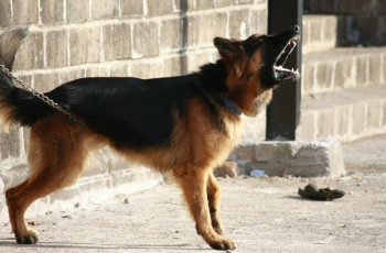 Dog Barking: What They Bark and How To Control Them