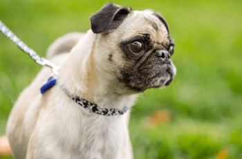 How to Locate a Pug for Adoption and What It Will Be Like
