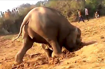 After 11 hours of digging, You’ll Be Surprised at What This Elephant Found!