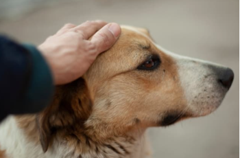 The barking of an abandoned dog at a bush is shocking to everyone.